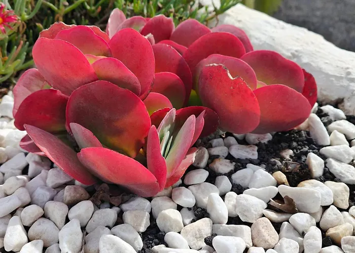 Casitas Masdache تياس