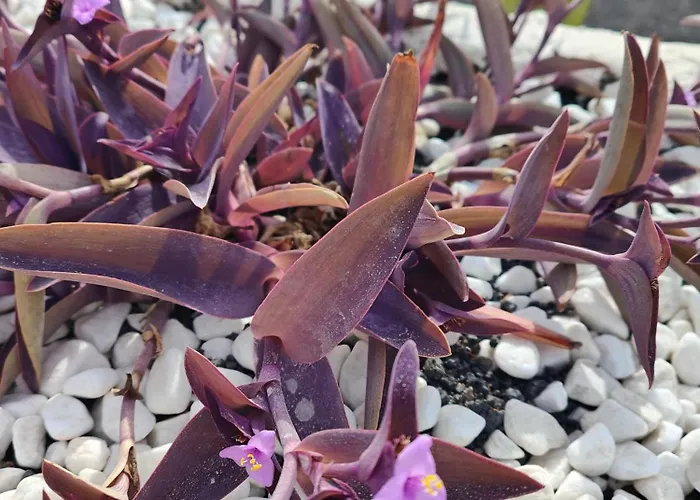 شقة Casitas Masdache تياس