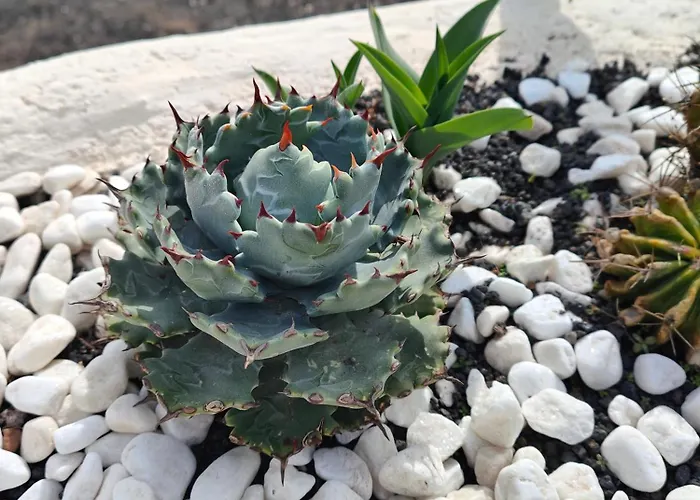 Casitas Masdache تياس