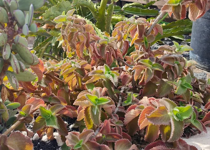 Casitas Masdache شقة تياس