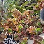 Casitas Masdache 公寓 蒂亚斯
