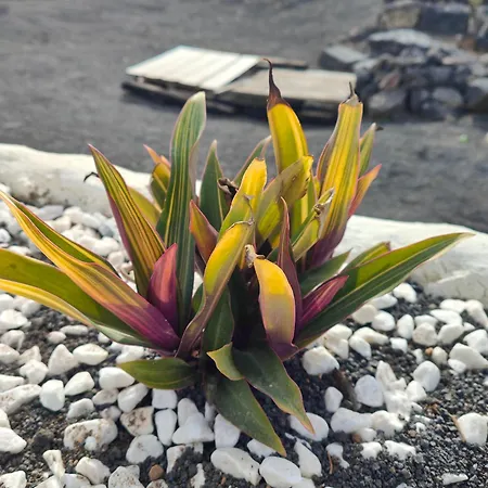 公寓 Casitas Masdache *