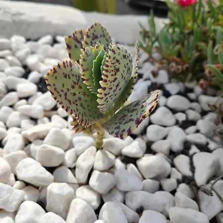 公寓 Casitas Masdache *