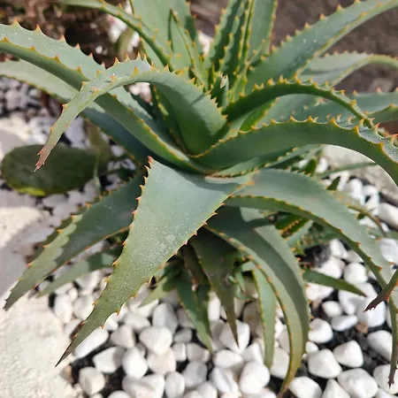 Casitas Masdache * 蒂亚斯