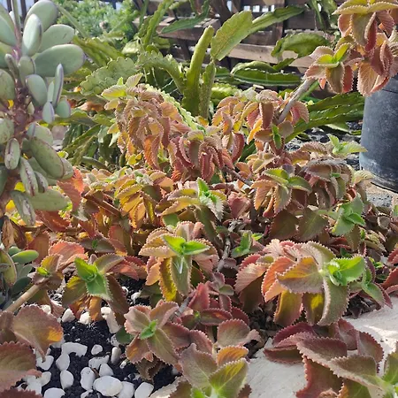 Casitas Masdache 公寓 蒂亚斯