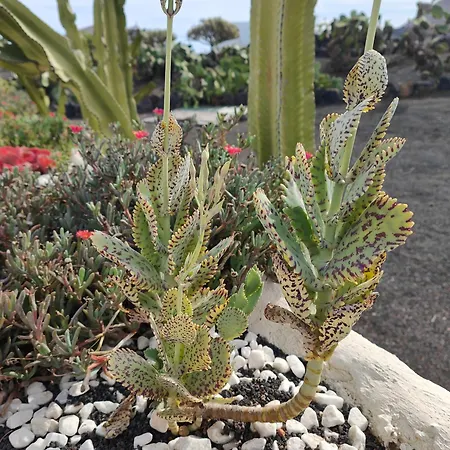 Casitas Masdache 蒂亚斯