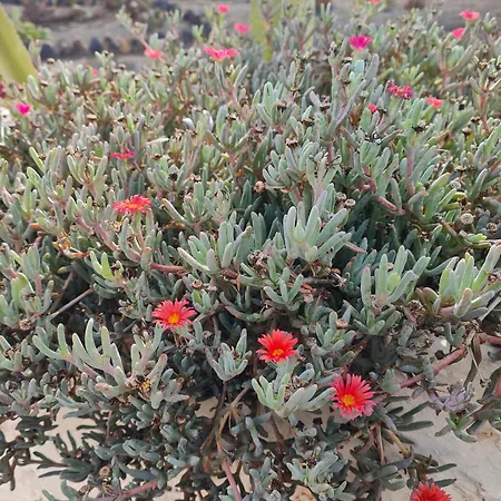 公寓 Casitas Masdache