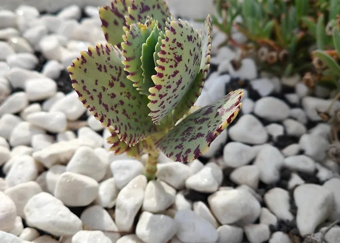 דירה Casitas Masdache *