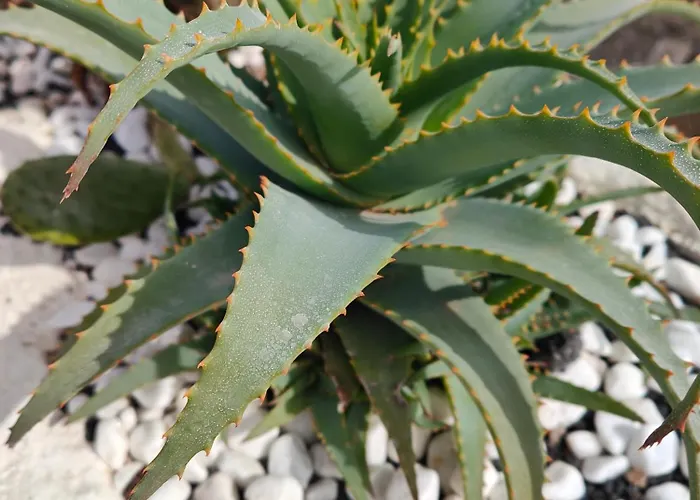 Casitas Masdache * Tias