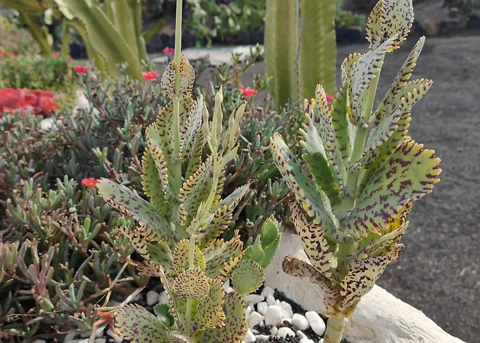 Casitas Masdache Tías