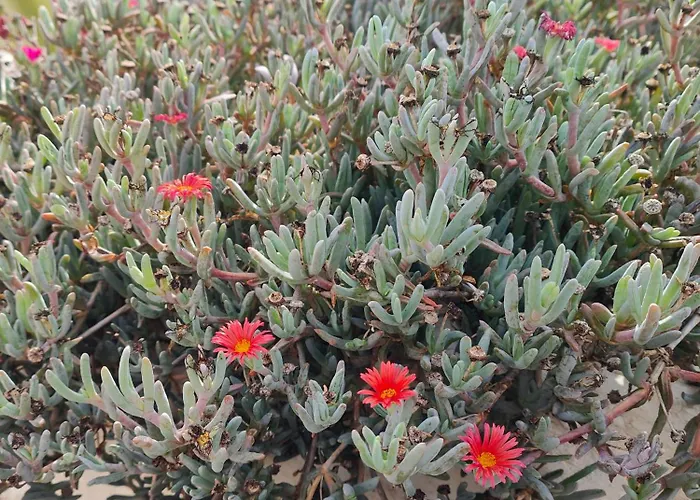 Apartment Casitas Masdache